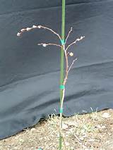 Weeping Pussy Willow Staked Up