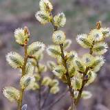 Home / Plant Library / Pussy Willow (Salix caprea)