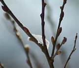 Pussy Willow in the Snow