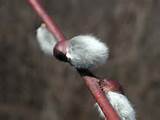 pussy willow 03 the pussy willow has no brightly colored