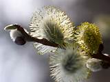 Pussy Willow Flower