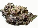 Purple Pussy Strain - http://potterest.com/purple-pussy-strain