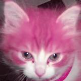 Pink_Cat_by_tiagocorreia.jpg#pink%20pussy%20cat%201800x1800