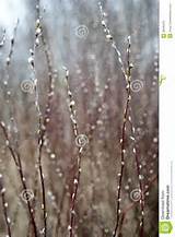 Dense bushes of a young pussy willow against forest.