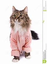 The cat clothed pink bathrobe. Pussy cat in bathrobe. Isolated on a ...