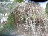 ... : rutholive picture (The Tree of Enchantment ( Weeping Pussy Willow
