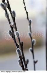 Close up of Pussy Willow Branch