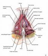 Female external genitalia, vagina - Normal - Vulva - Diagram, drawing