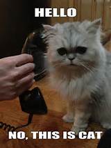 Hello, this is cat