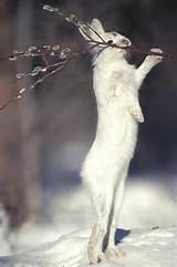 Snowshoe Hare Feeding On Pussy Willow by Michael Quinton