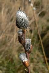 Ref: P20_20060218_1042_016 Pussy Willow with dew (crop).jpg