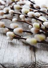 Pussy Willow
