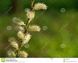 Willow Buds Royalty Free Stock S Image