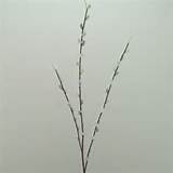 Pussy Willow Branch 100cm - PUS006