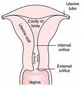 Uterusun arka yarÄ±sÄ± ve vaginanÄ±n Ã¼st bÃ¶lÃ¼mÃ¼.