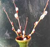 French Pink Pussy Willow Rooted Cutting - Already rooted and ready for ...