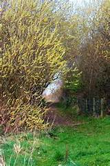 ... importance of pussy willows for feeding wild birds and other wildlife