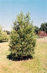 ... -size photo of French Pussy Willow (Salix caprea) at Dunvegan Gardens