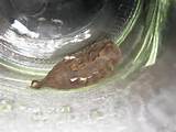 Puss Caterpillar/larval form of the Pussy Moth - Megalopyge ...