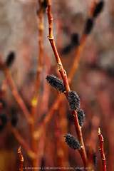 Black Pussy Willow (Salix gracilistyla 'Melanostachys')