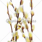 Spring Easter Pussy Willow Branches Isolated On