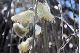 Salix caprea 'Pendula' (Weeping Pussy Willow) spring catkins