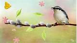 731254__spring-bird-on-pussy-willow-branch_p.jpg