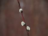 Pussy willow, Beech Hill, Rockport, Maine, 10 March 2013.