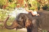 ... Crazy: kerala girl posing naked with elephand and showing pussy boobs