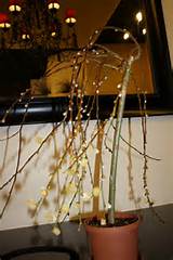 Here the story of the Salix Caprea Pendula