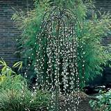 Salix Caprea Pendula (Weeping Pussy Willow Tree) ~ 4-5'H x 5-6'W FSU ...