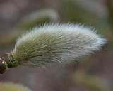 pussy willow