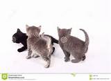 Pussy Cats Royalty Free Stock Photos - Image: 12381348