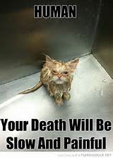 wet pussy cat lolcat animal bath your death will be slow painful funny ...