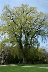 Willow Tree Growing: Learn How To Grow A Willow Tree