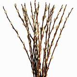 Pussy Willow Tips - Ideal for Smaller Vases and Centerpieces