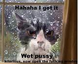 Funny-wet-cat-resizecrop--.png