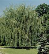 Salix alba 'Tristis') Golden Weeping Willow