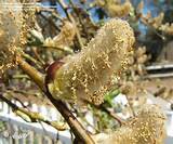 Full size picture of Goat Willow, French Pussy Willow 'Pendula ...