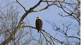 Bald Eagle; eagle; South Platte; South Platte River; Thornton ...