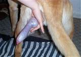 dog_dick_1853.jpg