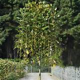 weeping pussy willow tree product code wpust weeping pussy willow tree ...