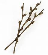 Pussy Willow Pin