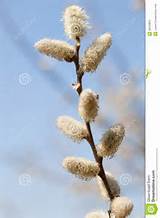 Pussy Willow Flower Beginning To Mature Stock