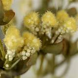 Yellow Artificial Pussy Willow Grass Spray