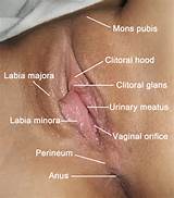 Description Vulva labeled english.jpg