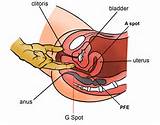 The Science of the Female Orgasm