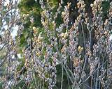 Pussy Willow Tree catkins reaching up