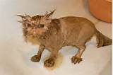 now that I have your attention here a sexy wet pussy cat