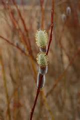 Pussy Willow